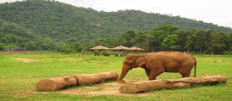 گرین الفنت سنکچری پارک تایلند، مأمن و پناهگاهی برای فیل ها